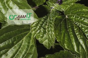 تصویر گیاه برگ توت 