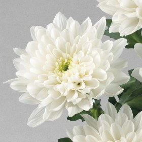 تصویر بودکور ست کاتر گلسازي 3 تايي گلبرگ داوودي 230062 