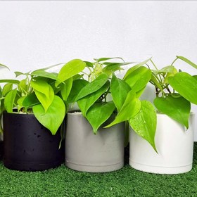 تصویر اسكانديس نئون 