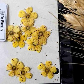 تصویر گل خشک شکوفه زرد 