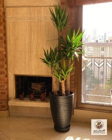 تصویر گیاه یوکا | کد: ZNB-FWG 