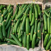 تصویر بذر خیار گلخانه ای هیبرید ناگینF1 - ۱۰ عددی 