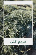 تصویر مریم گلی اعلا 100 گرمی sage 100g