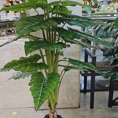 تصویر درختچه مصنوعی باباآدم آلوکازیا 