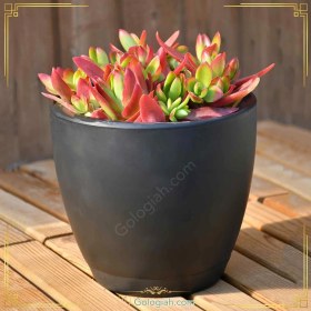 تصویر کراسولا قرمز 