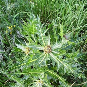 تصویر بذر کنگر وحشی 20 عددی 