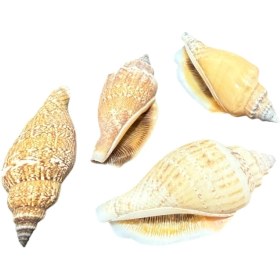 تصویر صدف کد 1170006 