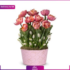 تصویر (Delivery to USA) Precious Pink Tulip Bulb Garden 