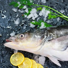 تصویر ماهی سکولا (سکن) 