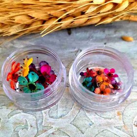 تصویر گل خشک شکوفه پرس نشده 