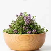 تصویر پونه کوهی 