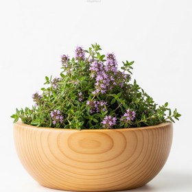 تصویر پونه کوهی 