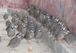 تصویر پرورش کبک 