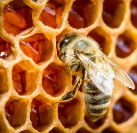 تصویر عسل با موم طبیعی Honey with natural wax