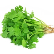 تصویر بذر گشنیز Coriander