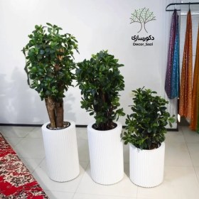 تصویر بونسای مصنوعی 