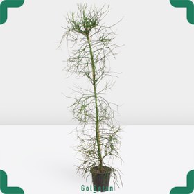 تصویر افوربیا تیروکالی ارتفاع200 