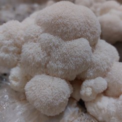 تصویر کمپوست قارچ یال شیر Lion's mane mushroom compost