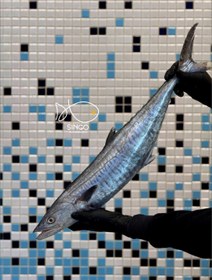 تصویر شیر ماهی صید قلاب 