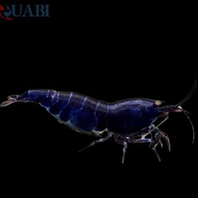 تصویر میگو بلک 