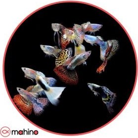 تصویر پک ماهی گوپی میکس 10 عددی - 2 تا 3 سانتی متر 
