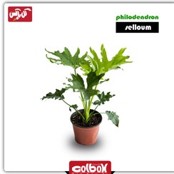 تصویر برگ انجیری فر 