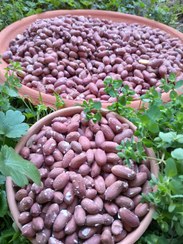 تصویر بادام زمینی آستانه اشرفیه Astana Ashrafieh peanuts