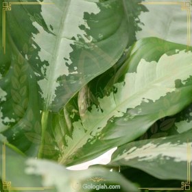 تصویر آگلونما حبابی 