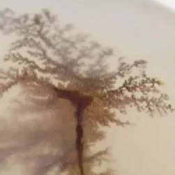 تصویر سنگ شجر کد 2392 