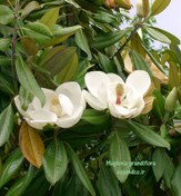 تصویر بذر مگنولیا سفید (5 عددی) Maglonia grandiflora 
