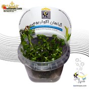 تصویر گیاه آکواریومی باکوپا منیری کد ۶۴۳ 
