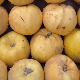 تصویر میوه به شیرین اردبیل 