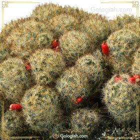 تصویر کاکتوس مامیلاریا 