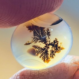 تصویر شجر قائن سایز کوچک 