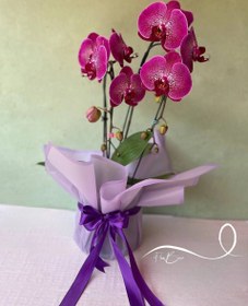 تصویر گلدان ارکیده بنفش چیتی فلوبار 