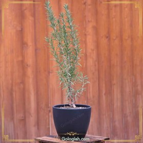 تصویر رزماری 