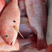 تصویر ماهی و میگو ۱ Fish&shrimp