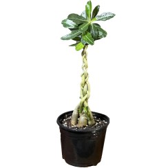 تصویر آدنیوم 