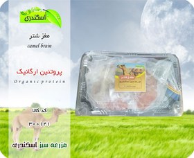 تصویر مغز شتر ارگانیک 