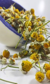 تصویر بابونه 