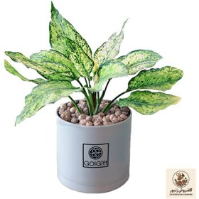 تصویر گیاه طبیعی آگلونما سفید گل گیفت کد GP007 | کد: ZNB-4P9 