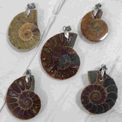 تصویر پک 5 عددی فسیل آمونیت طبیعی اصل کد2 