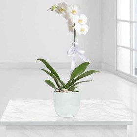 تصویر گلدان ارکیده تهران 