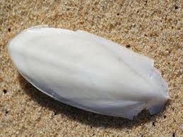 تصویر کف دریا (100گرمی ) 