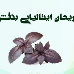 تصویر ریحان ایتالیایی بنفش 