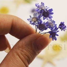 تصویر گل خشک بابونه وحشی بنفش 