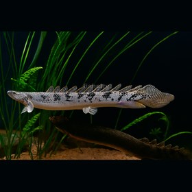 تصویر پولی دلهیزی 