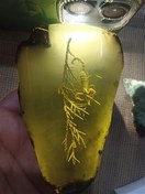 تصویر کهربای زیبا یا رزین عقرب 