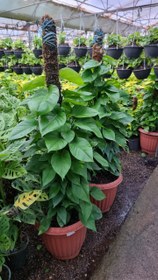 تصویر پتوس چماقی برگ پهن 