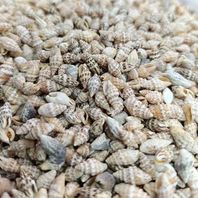 تصویر صدف ریز فله ۳۰ گرم 